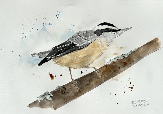 A brown and black bird on a branch