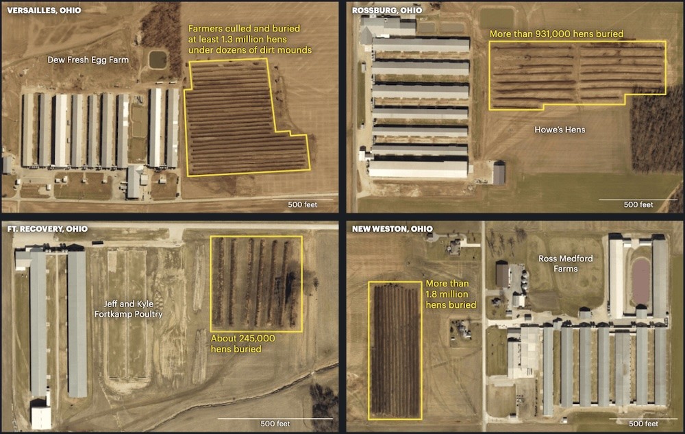 Mass chicken graves in Ohio