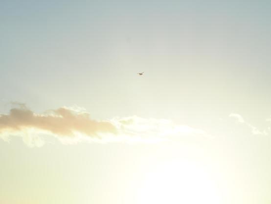 Un oiseau qui vole dans la lumière