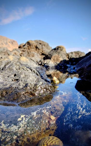 A quiet natural pool with a pyramid snail sitting at the edge of the water.