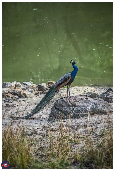 a male peafowl sitting on a large-ish stone next to a lake (with green water) - the foreground has more grass visible. the wings are visible with its black and white stripes, there is also a black and light borwn coloration of the wing. the nexk is blue, but the stomach is black.
