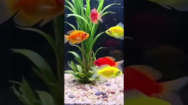 #glowfish #fish #aquarium #akuarium #ikanhias