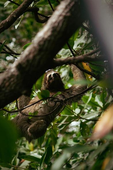 three-toed sloth hangging in a bunch of trees with each arm on a diffrent branch.