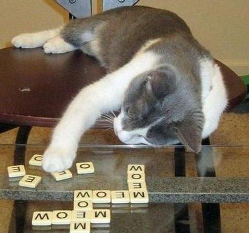 A cat leaning over a table to score more points in the Scrabble game