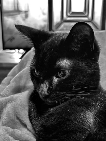 Closeup of a black cat