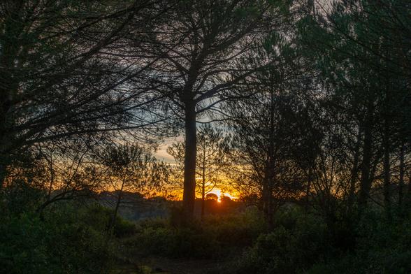 sun rise seen through pine trees on a hill in ribatejo portugal