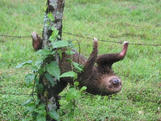 In the picture is a sloth hangging on a barbed wire fence. The fur of the sloth is wet and in the back is a meadow and a few trees.