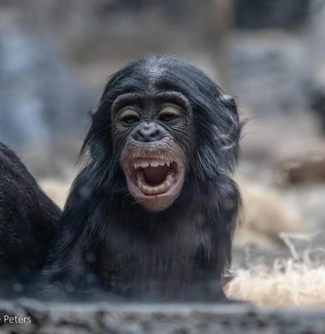 Un petit bébé singe bonobo qui sourit
