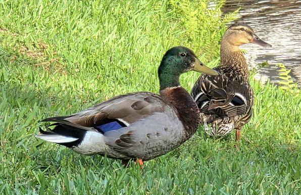 A Mallard duck pair, one make and one female approaching a pond along a grassy slope.