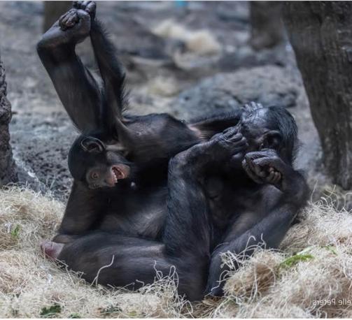 Le petit bébé bonobo qui sourit encore alors qu'il est dans les bras de sa maman.