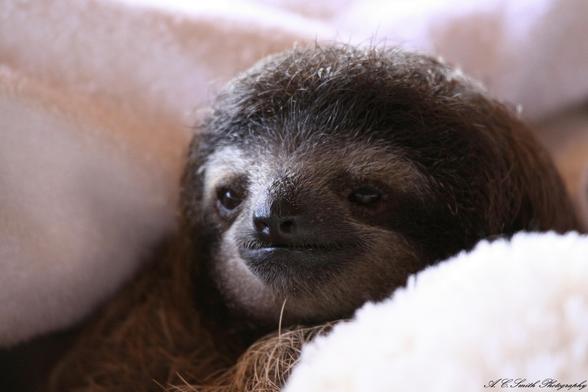 This baby sloth is a orphan being taken care of at the sloth preserve in Costa Rica 2010.