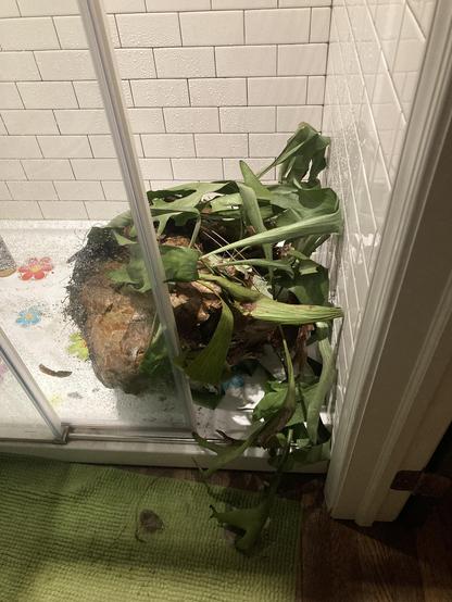 a gigantic staghorn fern ball in a white tiled shower with a green mat