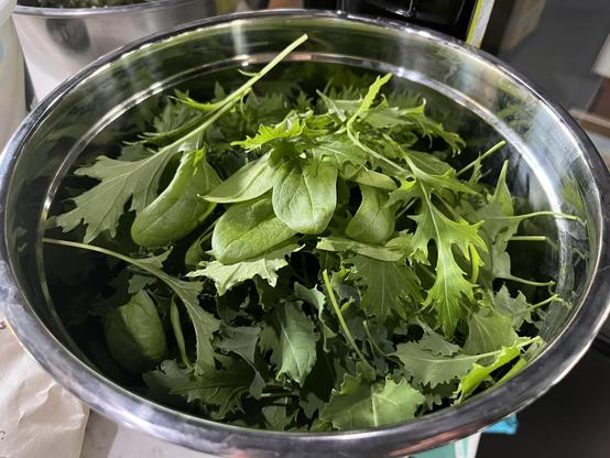 A metal bowl full of different kinds of baby greens (spinach, kale, and mizuna).