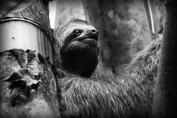 A black-whithe picture, in which a three-toed sloth is climping down a tree.
