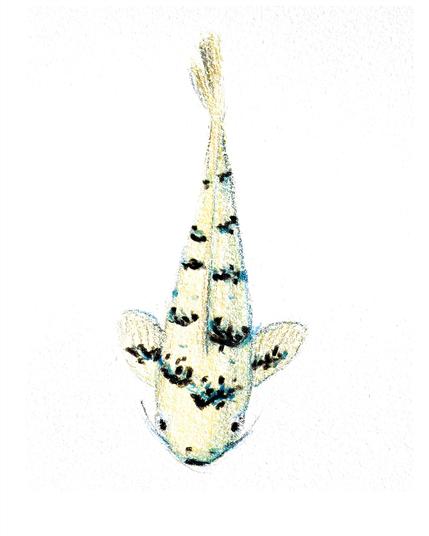 Pencil sketch of a koi.