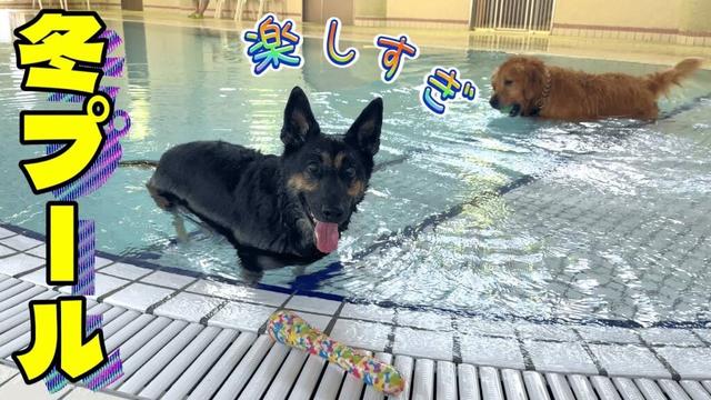 温水プールが楽しすぎて、愛犬が1時間フル泳ぎでしたw【ジャーマンシェパード】