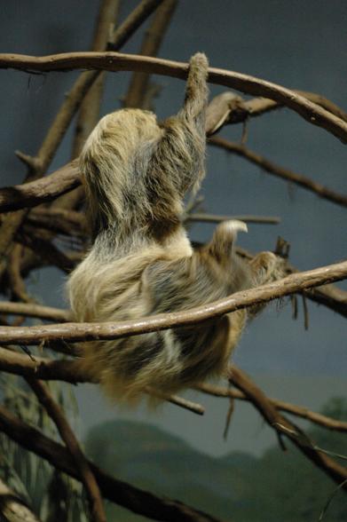 Toe-toed sloth in a zoo, each of its arms is in another branch.