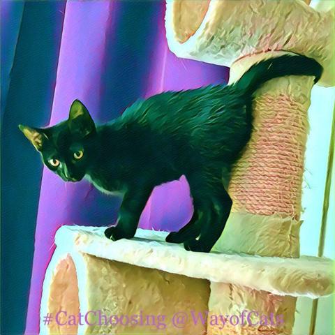 A sleek black kitten standing in profile, head low, tail high and curled around a rope covered pillar, standing on a high shelf of a beige carpeted cat tree, illustrating What Exotic Hybrids Tell Us About the Domestic Cat.