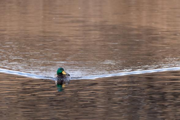 A male Mallard duck swimming in a lake in Denver, Colo with its wake visible behind it.