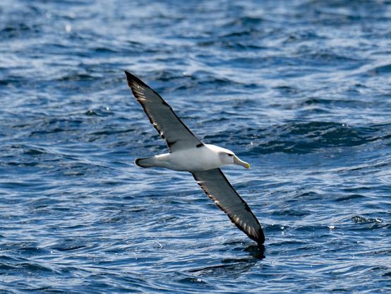 Albatross soaring with wings outstretched and one wingtip just touching the surface of the water.