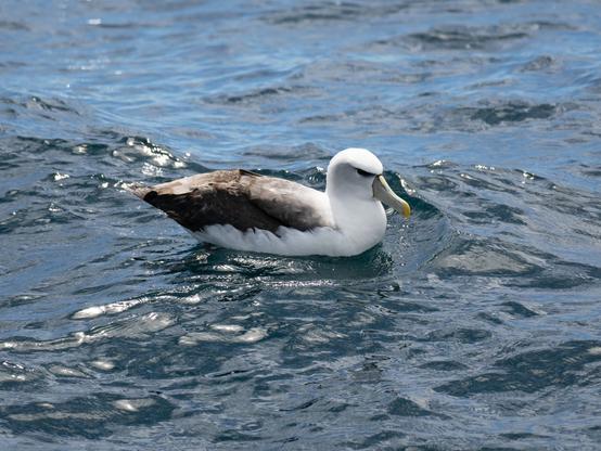 Albatross sitting on water.