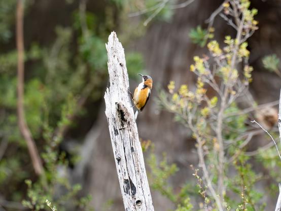 Small orange-brown, black and white honeyeater with long, curved, black bill perched on a small dead tree trunk, with trees and bushes in the background.