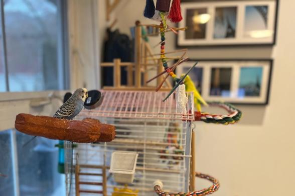 A blue budgerigar on a fake branch on the side, outside, of a cage