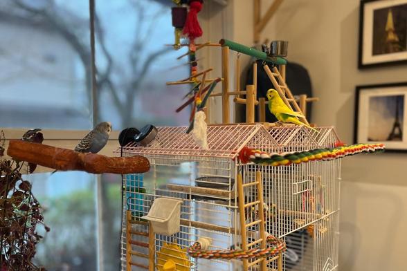 A yellow budgerigar on top of a cage