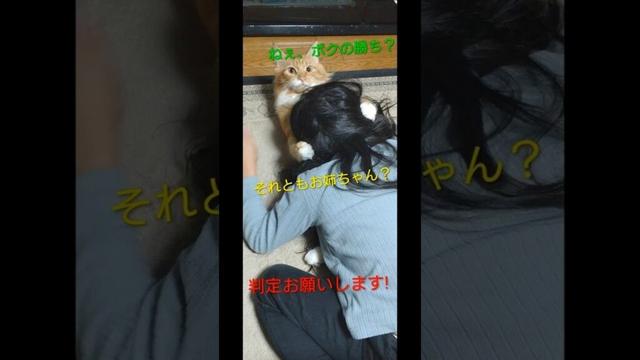 にゃんプロで勝負!!#仲良し#メインクーン#長毛種#お姉ちゃん#人間#勝敗#あなた