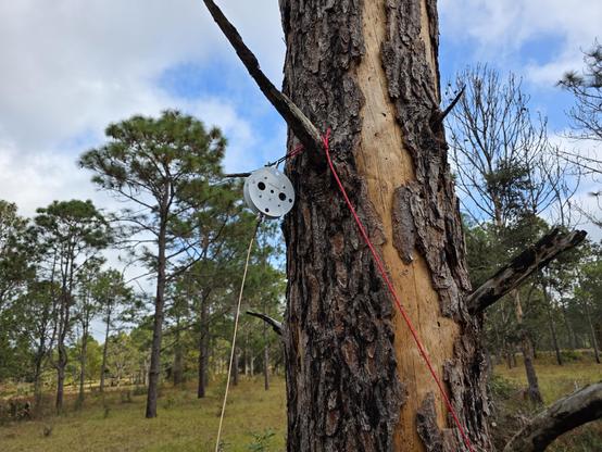 A tree in a sparse forest, with a wire antenna attached to it. The antenna is a Spooltenna commercial unit.