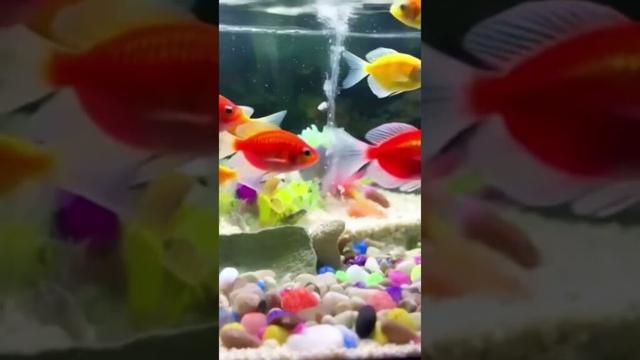 #glowfish #fish #aquarium #akuarium #ikanhias