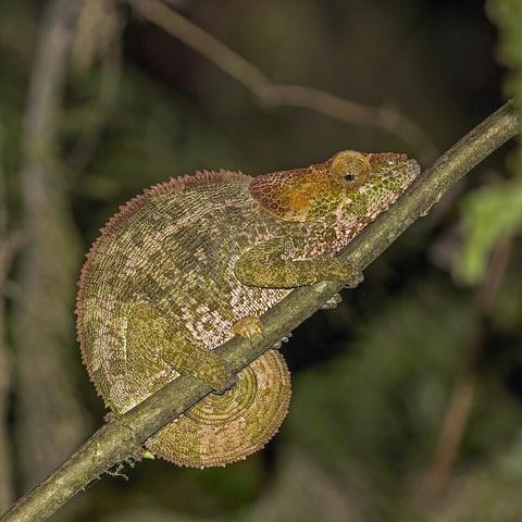 Female blue-legged chameleon (Calumma crypticum) in Ranomafana National Park, Madagascar. Madagascar gained full Independence from France on 26 June 1960.