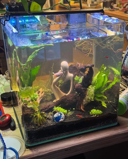 A five gallon cube aquarium, planted with new sprouts of various plants, a couple Java ferns, and a banana plant. The roots of a couple surface plants are floating in the water also. There is an abstract sculpture of a person sitting with their head resting on one hand, some large driftwood pieces, and a jumbo marble painted with the continents of Earth. Swimming around is a female betta fish and some little cherry shrimp.
