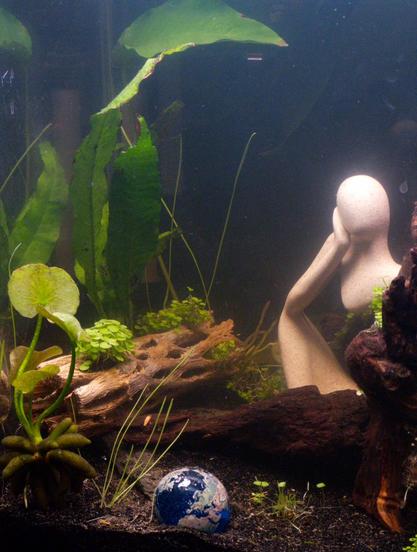A close cropped shot of a small aquarium in a dark room. There’s plants, and pieces of driftwood, and a sculpture of person with their head in their hand to one side, surrounded by driftwood and a cholla skeleton.