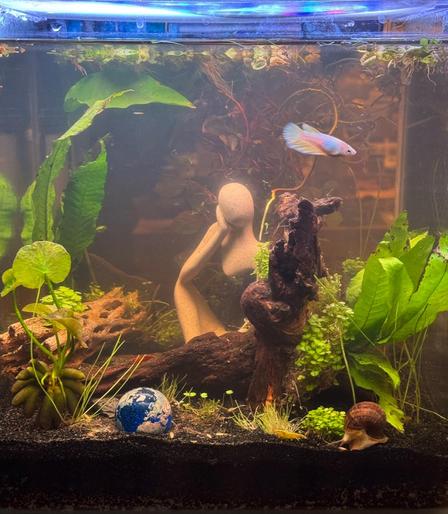 A silvery-iridescent female betta fish swims around in a heavily planted five gallon aquarium.