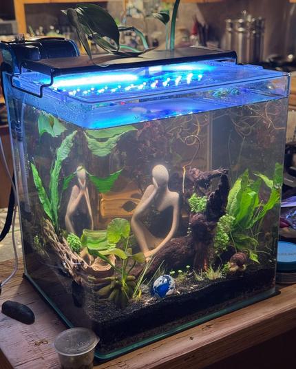 A five gallon cube aquarium, planted with new sprouts of various plants, a couple Java ferns, a single-leaf anubias, a red mini ludwigia, some red-root floaters, and a banana plant. The roots of a couple surface plants are floating in the water also. There is an abstract sculpture of a person sitting with their head resting on one hand, some large driftwood pieces, and a jumbo marble painted with the continents of Earth. A largeish snail crawls along in the foreground.