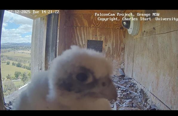 Screenshot of a live nest cam looking inside a nest box. A baby peregrine falcon stands with its head very close to the camera.