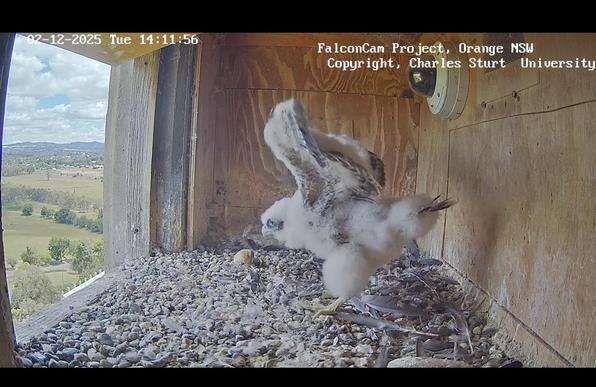 Screenshot of a live nest box cam showing a baby peregrine falcon leaning over and flapping its wings.