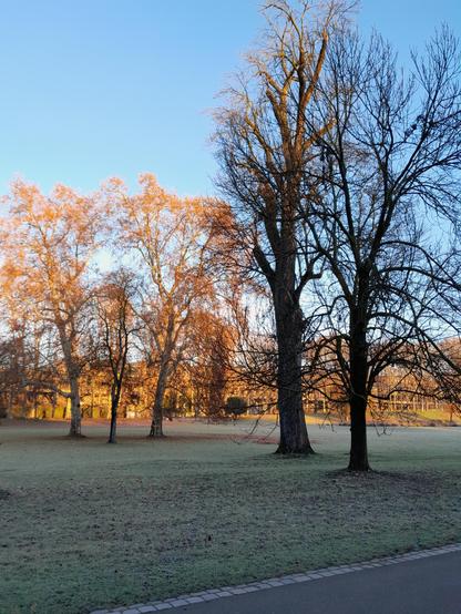 auf einer Wiese, die von weißem Reif überzogen ist, stehen einige hohe, kahle Bäume. Der Himmel darüber ist blassblau, die Bäume im Vordergrund stehen noch im Schatten, die Bäume im Hintergrund werden von der aufgehenden Sonne in goldenes Licht getaucht.