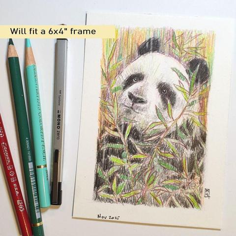 A very small drawing of a giant panda with bamboo. This drawing is in colour pencil and has a loose painterly feel.
An original art work, please note that the frame is not included.
Colour pencil on white acid free artist watercolour paper (postcard size).
Approximately 4 by 6 inches (10.16 x 15.24 cm) will fit into a standard 4 by 6 inch photo frame.