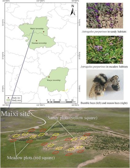 The figure shows the study sites and plant population and bee species of alpine meadows and sandy habitats. There were three sites, and each site included 10 meadow (red square) and 10 sandy plots (yellow square). Each plot was 2 m × 2 m. Totally, there were 3 sites, 60 plots, and 180 plants. Photo Credits: J. Mu