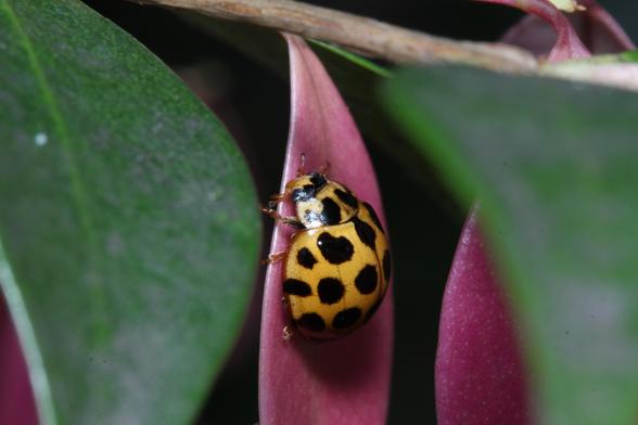 Bright yell-orange ladybird with large black spots arranged vertically on a burgundy-coloured leaf, surrounded by green leaves