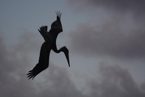 Bird hunting from the sky