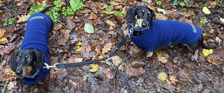 Miniature Dachshunds Max and Milo out for a walk on a wet leafy path wearing their blue fleece coats