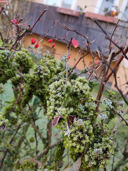 Nahaufnahme einer laubfreien, dornigen Hecke mit einzelnen knallroten Früchten. Von unten her ist die Hecke von Moos bedeckt, das von Frost überzogen ist.