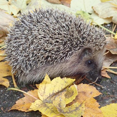 zwischen auf asphaltiertem boden liegenden gelben ahornblättern sitzt ein junger igel, nur ganz leicht eingerollt, die noch recht kurze nase auf dem boden. er oder sie schaut mit einem kleinen schwarzen knopfauge an uns vorbei, wirkt vorsichtig aber nicht beunruhigt, eher nachdenklich, bisschen verloren