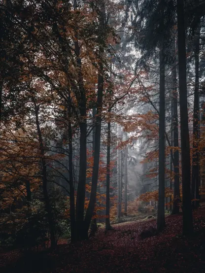 Spätherbst Wald. Buchen. Laub gefärbt, Dunst allgegenwärtig. Es duftet förmlich aus dem Foto.
Hochformat.