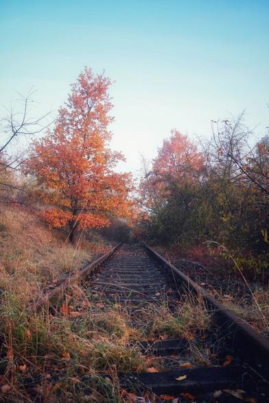 A serene autumn scene featuring a set of disused railway tracks stretching into the distance. The tracks are flanked by overgrown grass and wild vegetation, creating a sense of abandonment. Vibrant trees with fiery orange and red foliage stand prominently on either side of the tracks, contrasting against the clear blue sky. The warm colours of the leaves and the soft, natural light evoke a peaceful, nostalgic atmosphere. The scene is bathed in gentle sunlight, enhancing the autumnal hues and adding depth to the landscape.