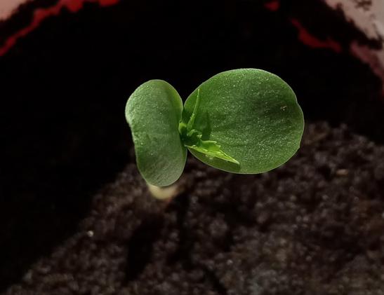 a seed sprout, probably an apple seed, too early to tell. Two big oblong leaves, with pointy sharp regular leaves growing from the center
