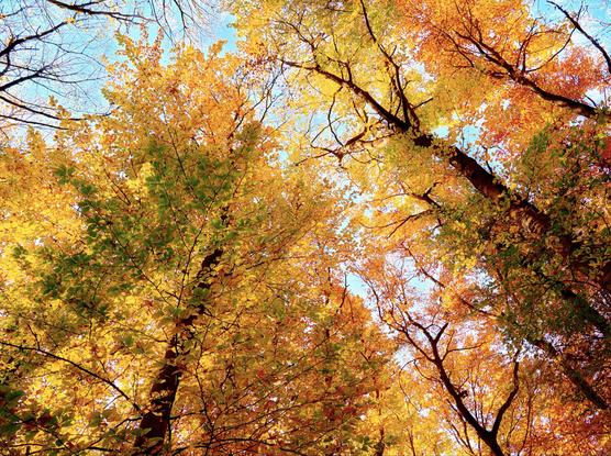 View from below towards the sky in an autumnal forest, hungary